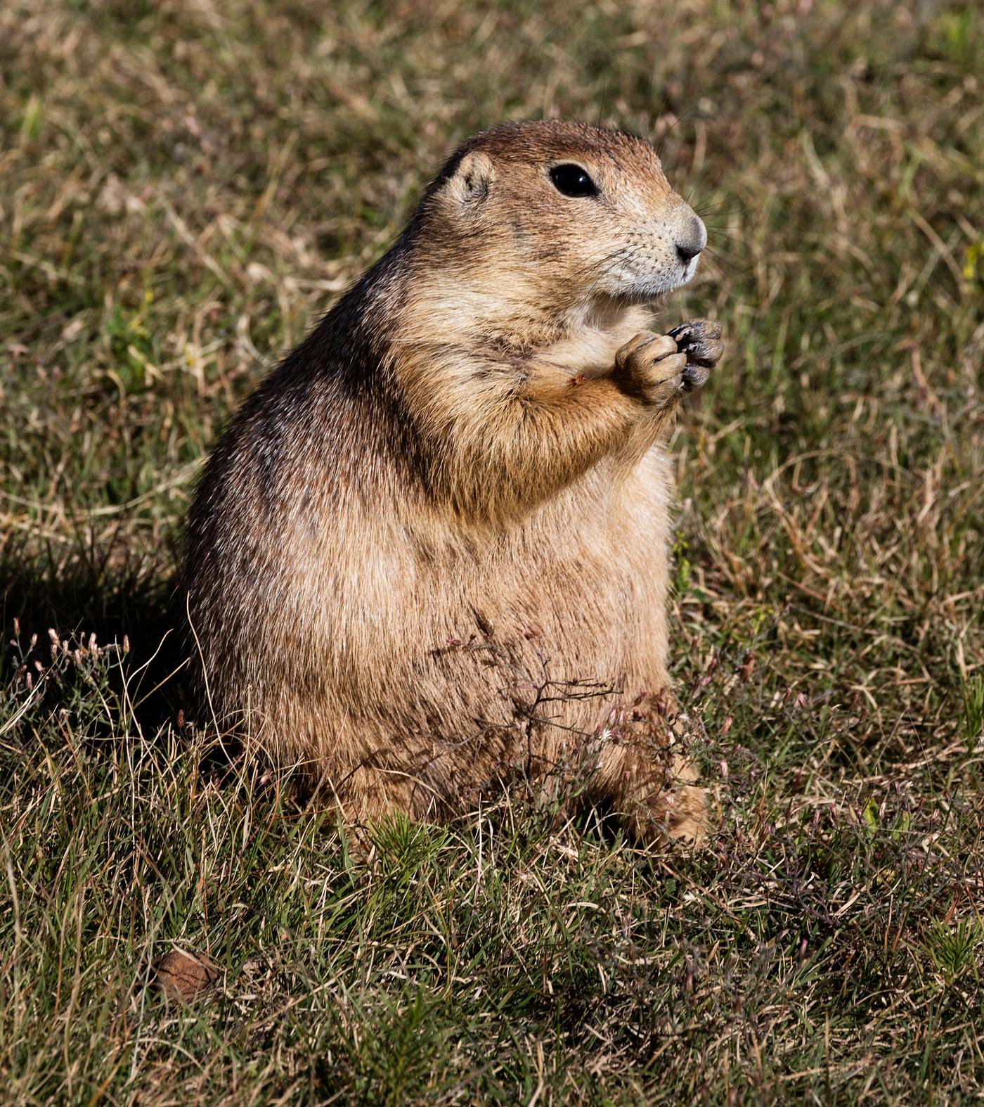 Prairie dog A fat and sassy prairie dog on the grounds of Devil's Tower National Monument in Crook County, Wyoming. Original image...