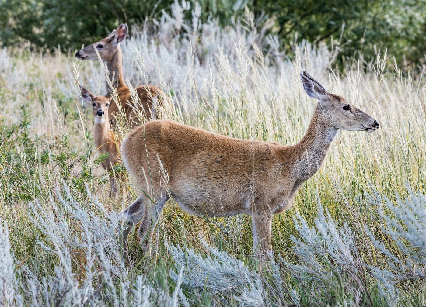Deer in the tall grass below Devil's Tower National Monument in Crook County, Wyoming. Original image from Carol M.... Deer in the tall grass below Devil's Tower National Monument in Crook County, Wyoming. Original image from Carol M....