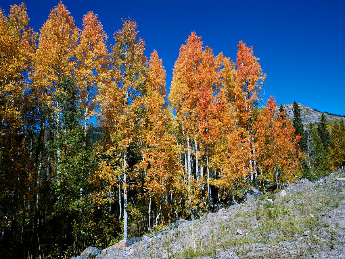 Fall aspens in San Juan County, Colorado USA … | Free public domain photo Fall aspens in San Juan County, Colorado USA - Original image from Carol M. Highsmith’s America, Library of Congress…