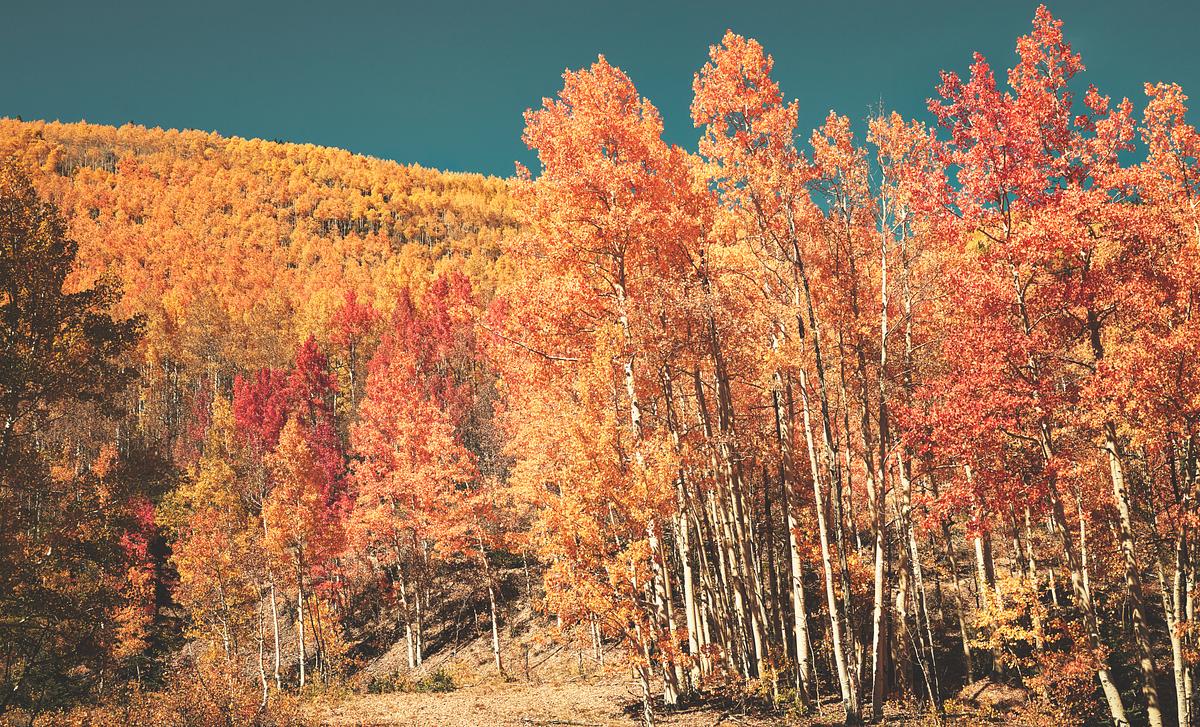 Fall aspens in San Juan County, Colorado USA … | Free public domain photo Fall aspens in San Juan County, Colorado USA - Original image from Carol M. Highsmith’s America, Library of Congress…