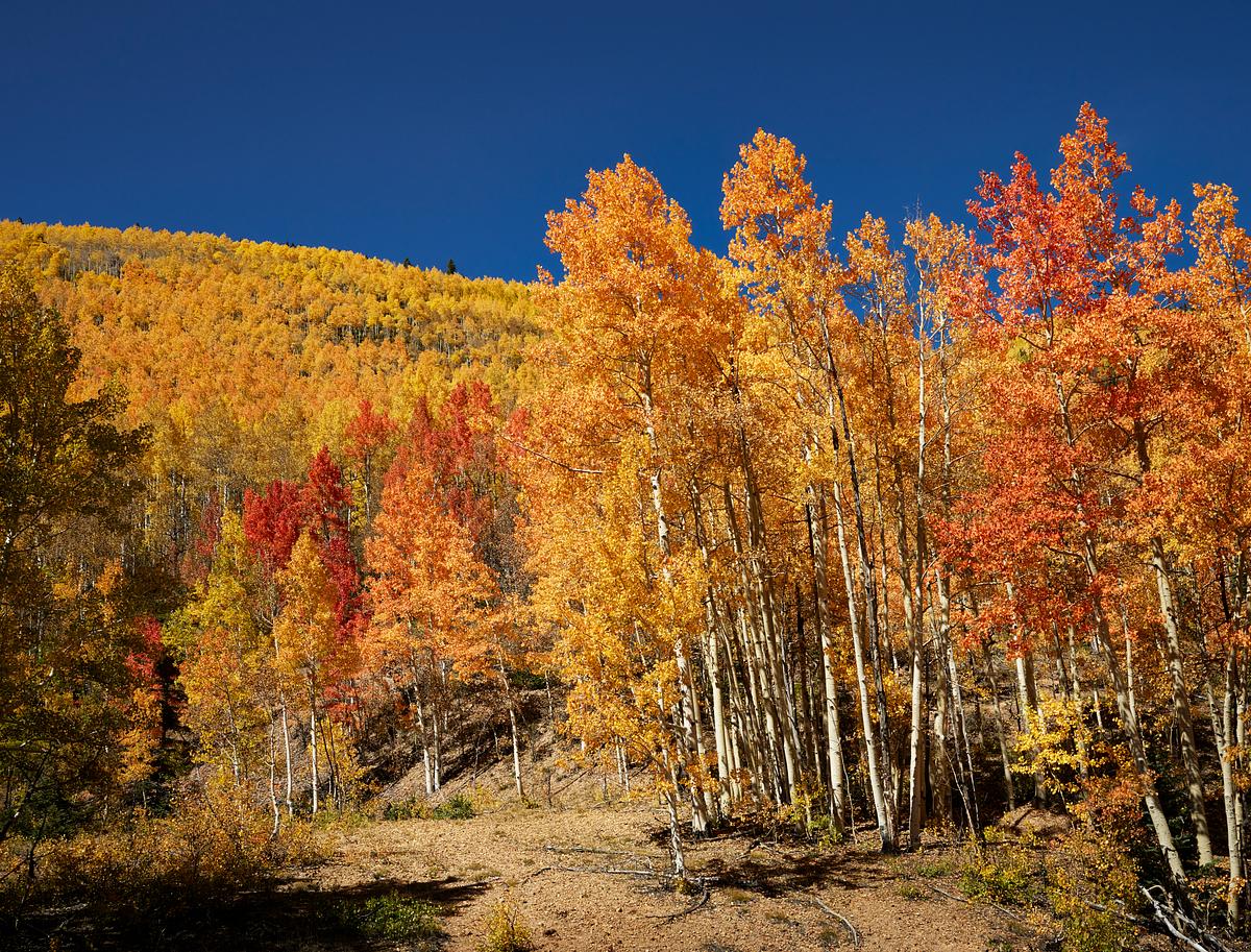 Fall aspens in San Juan County, Colorado USA … | Free public domain photo Fall aspens in San Juan County, Colorado USA - Original image from Carol M. Highsmith’s America, Library of Congress…