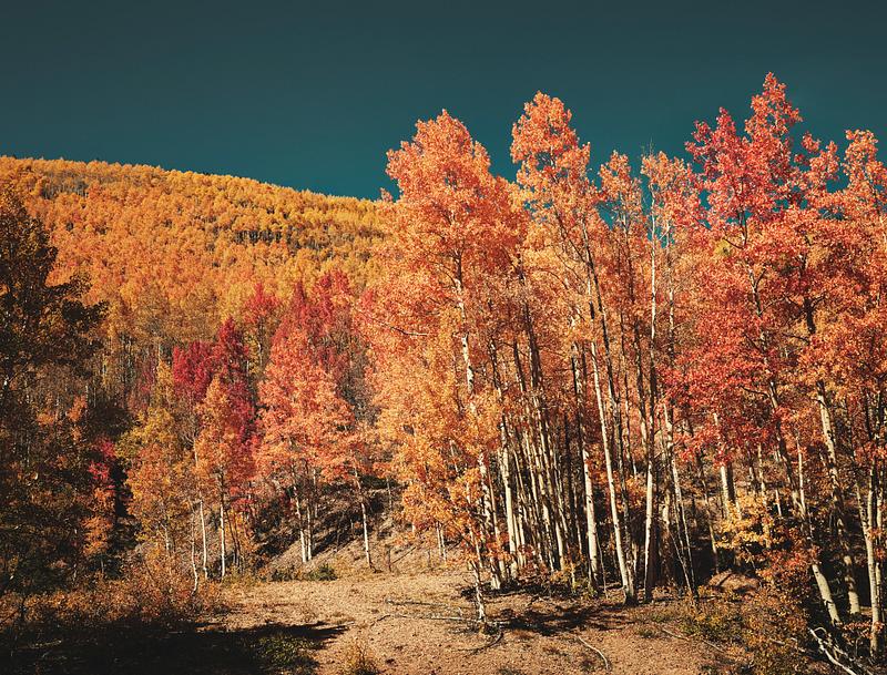 Forest in autumn Fall aspens in San Juan County, Colorado USA - Original image from Carol M. Highsmith’s America, Library of Congress…