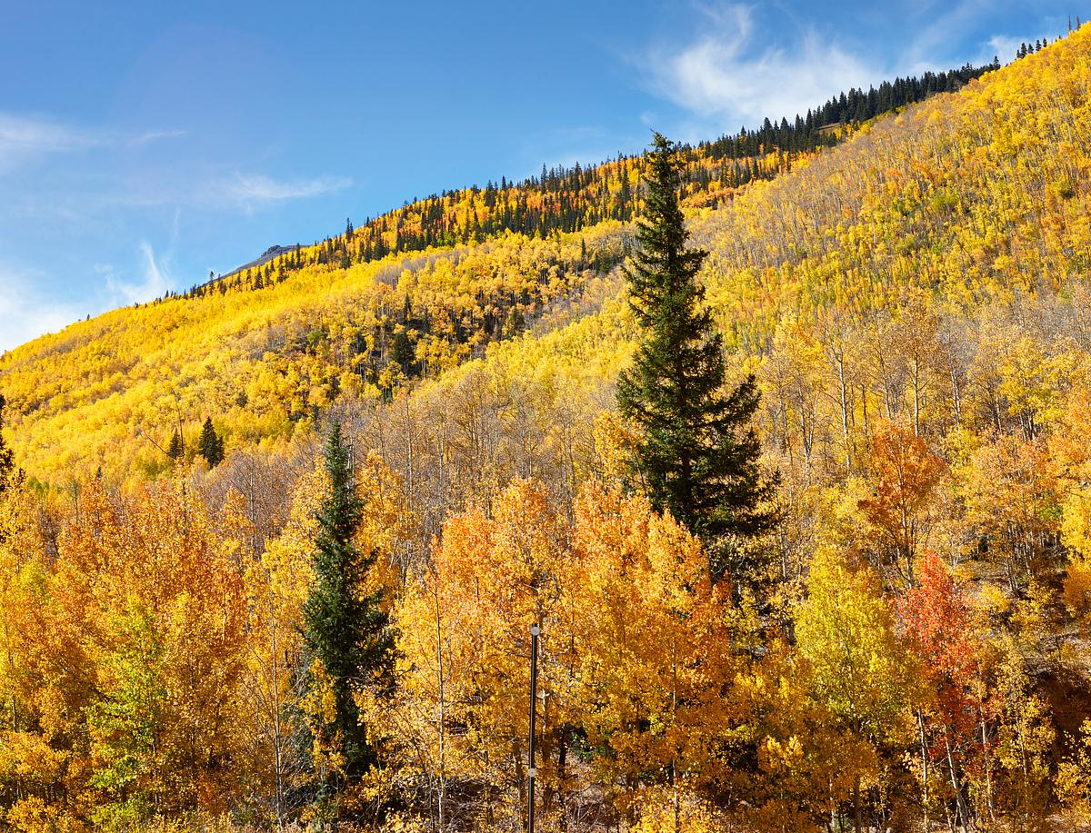 Fall aspens in San Juan County, Colorado USA … | Free public domain photo Fall aspens in San Juan County, Colorado USA - Original image from Carol M. Highsmith’s America, Library of Congress…