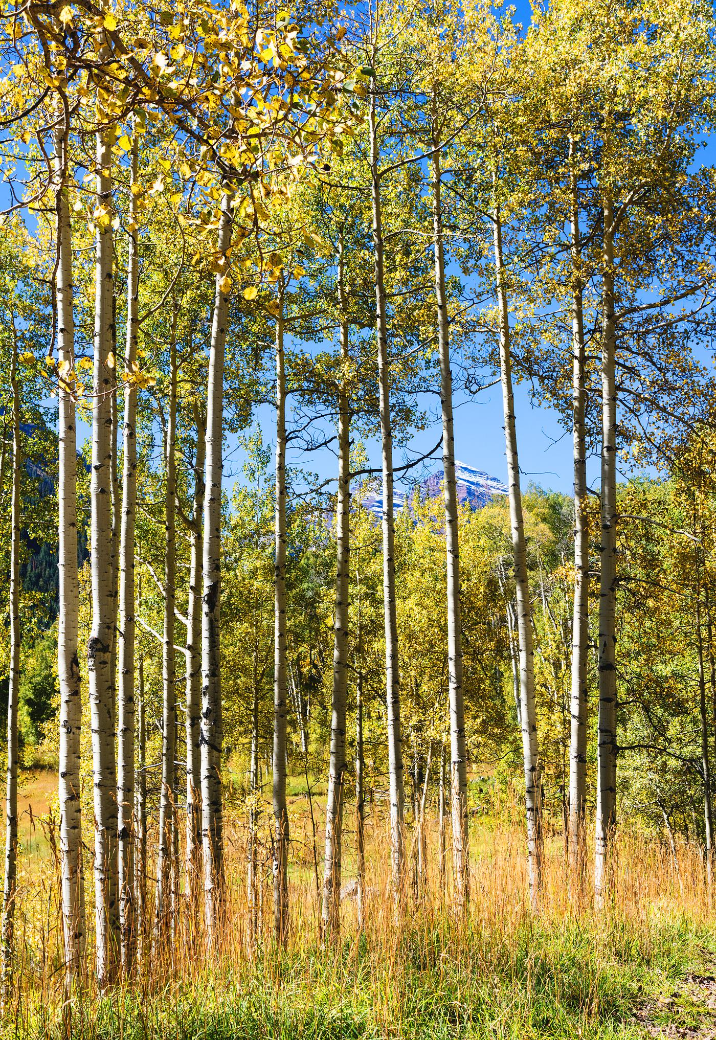 Fall aspens in San Juan County, Colorado USA - Original image from Carol M. Highsmith’s America, Library of Congress... Fall aspens in San Juan County, Colorado USA - Original image from Carol M. Highsmith’s America, Library of Congress...