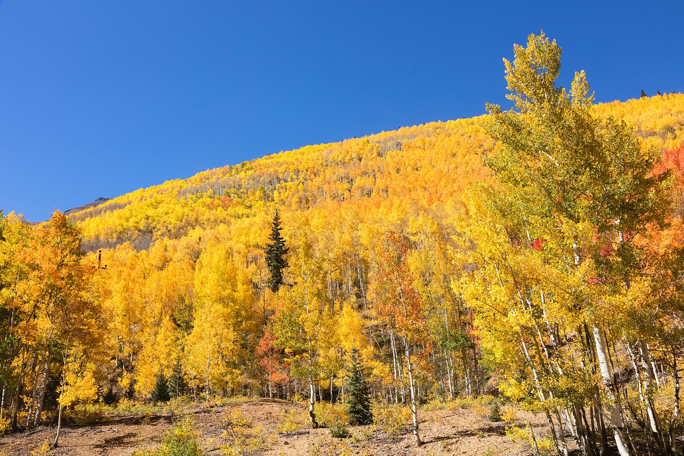 Fall aspens in San Juan County, Colorado USA - Original image from Carol M. Highsmith’s America, Library of Congress... Fall aspens in San Juan County, Colorado USA - Original image from Carol M. Highsmith’s America, Library of Congress...