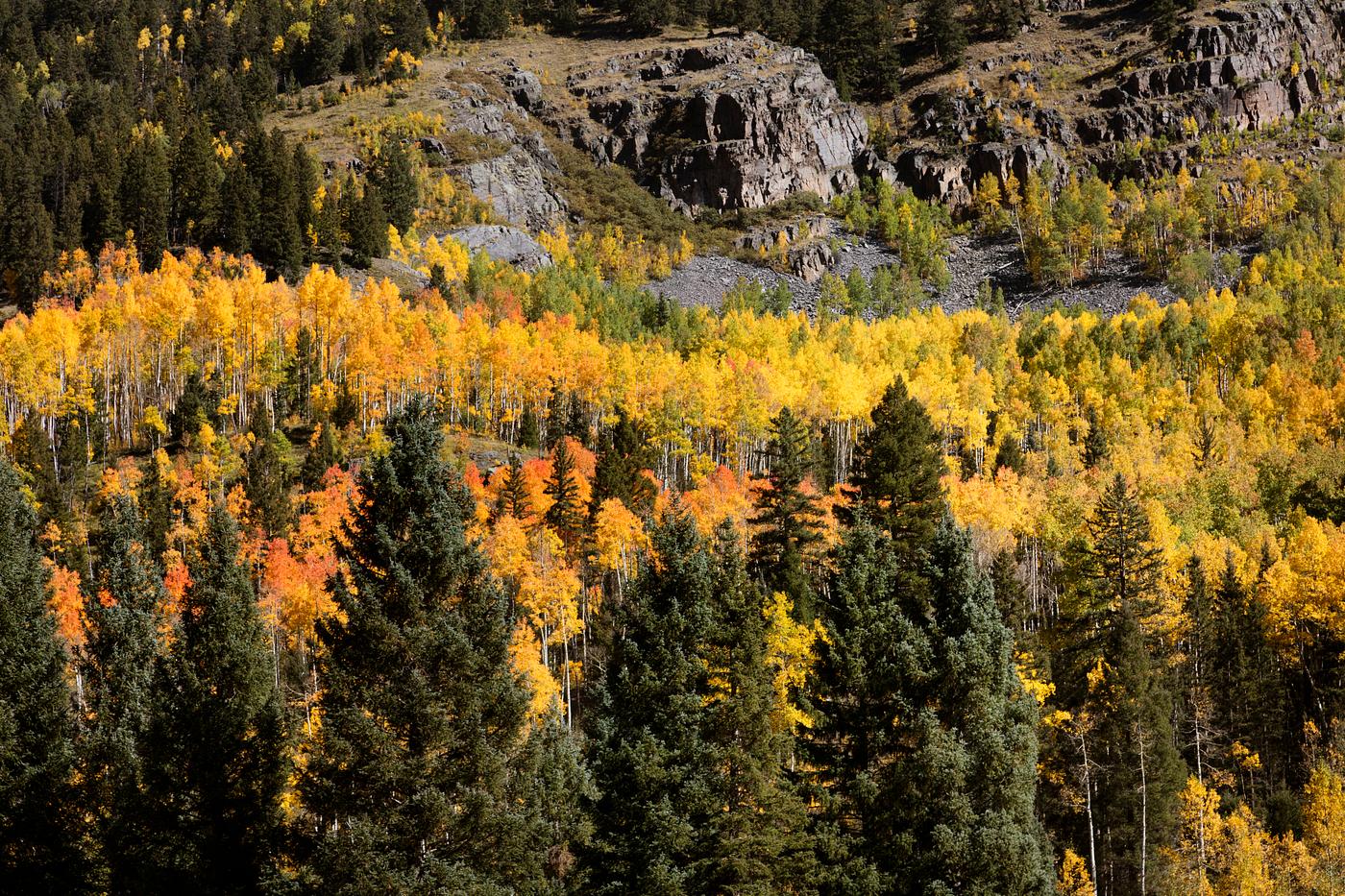 Fall aspens in San Juan County, Colorado USA - Original image from Carol M. Highsmith’s America, Library of Congress... Fall aspens in San Juan County, Colorado USA - Original image from Carol M. Highsmith’s America, Library of Congress...