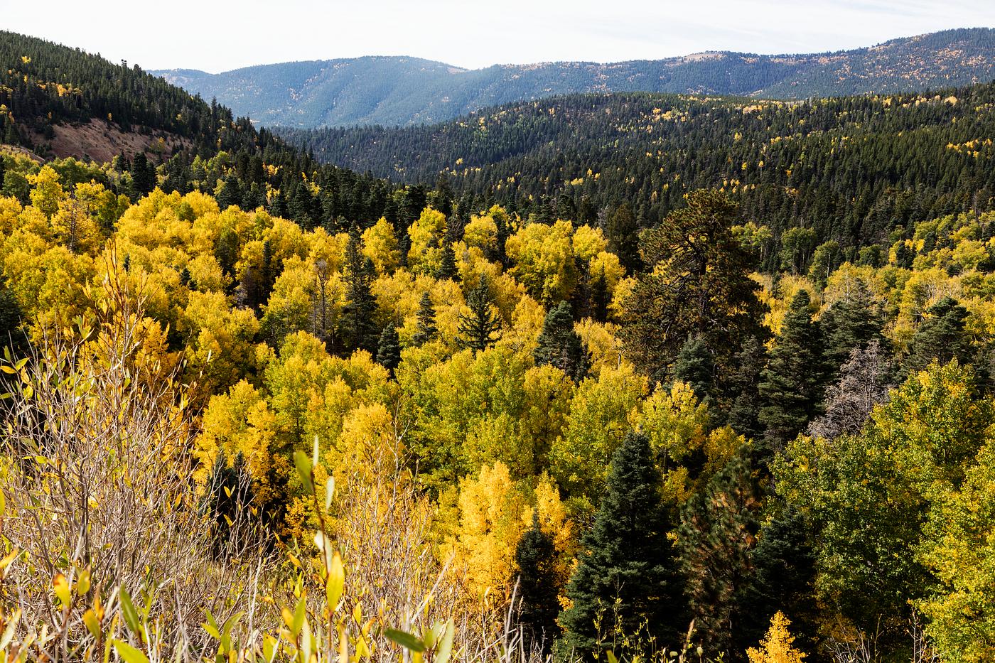 Fall aspens in San Juan County, Colorado USA - Original image from Carol M. Highsmith’s America, Library of Congress... Fall aspens in San Juan County, Colorado USA - Original image from Carol M. Highsmith’s America, Library of Congress...
