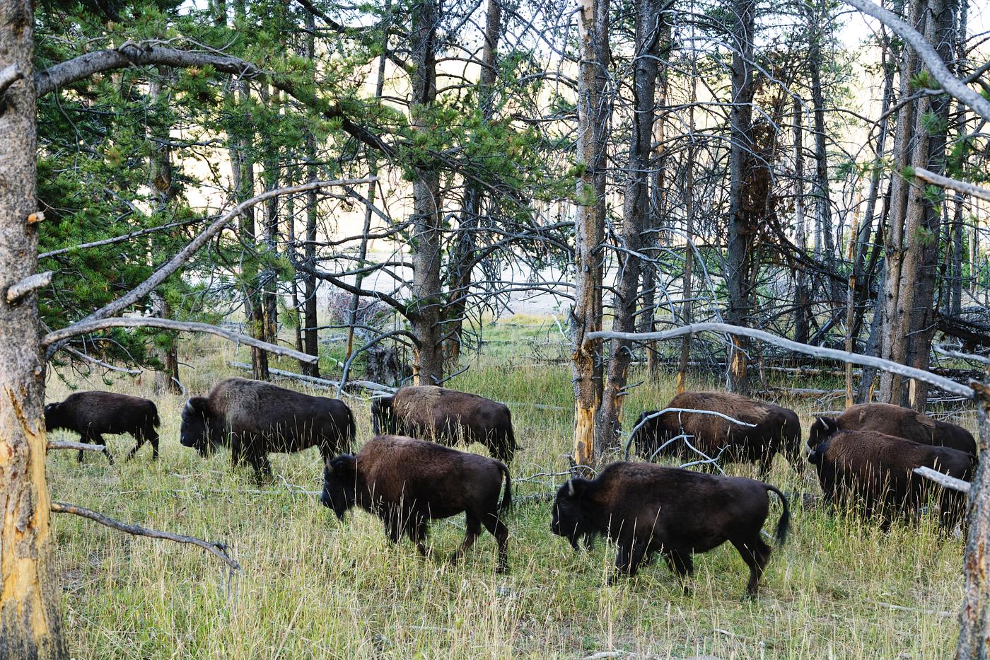 American bison, or buffaloes, in Yellowstone National Park in the northwest corner of Wyoming. Original image from Carol M.... American bison, or buffaloes, in Yellowstone National Park in the northwest corner of Wyoming. Original image from Carol M....