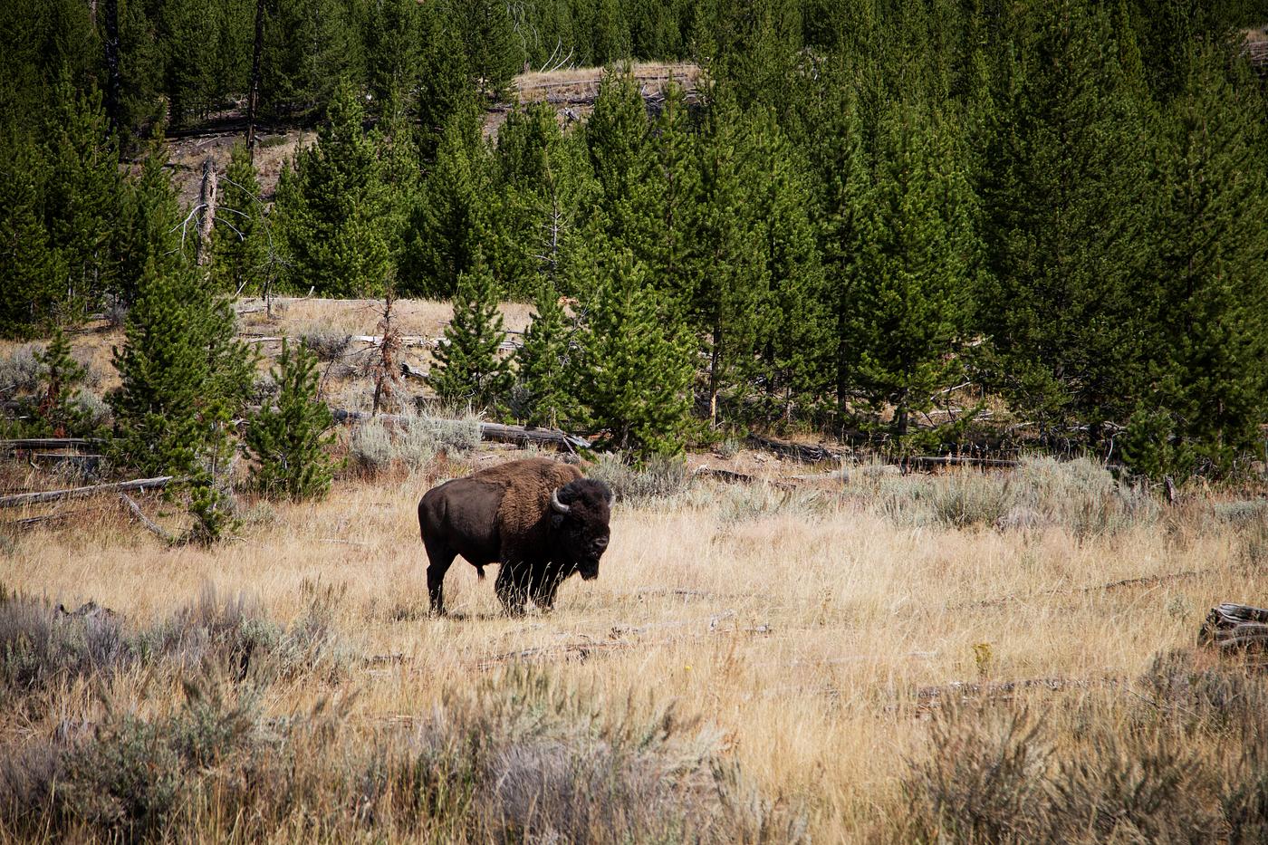 American bison, or buffaloes, in Yellowstone National Park in the northwest corner of Wyoming. Original image from Carol M.... American bison, or buffaloes, in Yellowstone National Park in the northwest corner of Wyoming. Original image from Carol M....