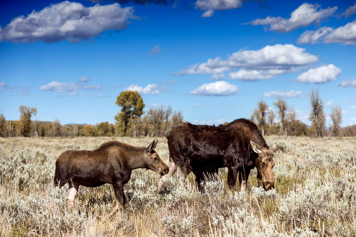 Moose graze in Grand Teton National Park in northwest Wyoming. Original image from Carol M. Highsmith’s America,... Moose graze in Grand Teton National Park in northwest Wyoming. Original image from Carol M. Highsmith’s America,...