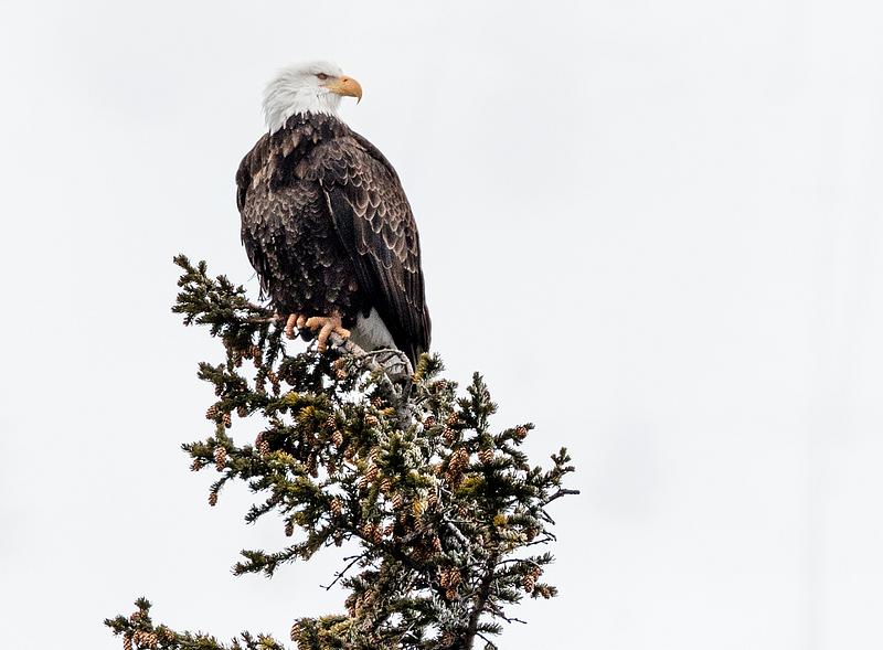 A young bald eagle surveys the world below in the vast Wyoming portion of Yellowstone National Park. Original image from Carol M. Highsmith’s America, Library of Congress collection. Digitally enhanced by rawpixel. A young bald eagle surveys the world below in the vast Wyoming portion of Yellowstone National Park. Original image from…