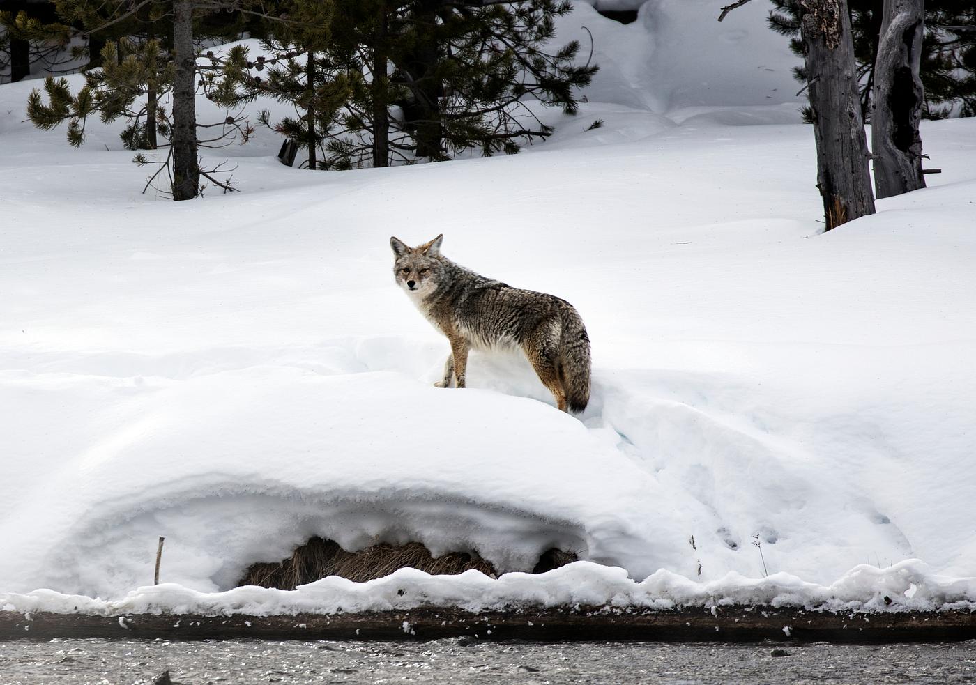 A lone and lean coyote makes the best of wintertime in the northernmost Wyoming reaches of Yellowstone National Park.... A lone and lean coyote makes the best of wintertime in the northernmost Wyoming reaches of Yellowstone National Park....