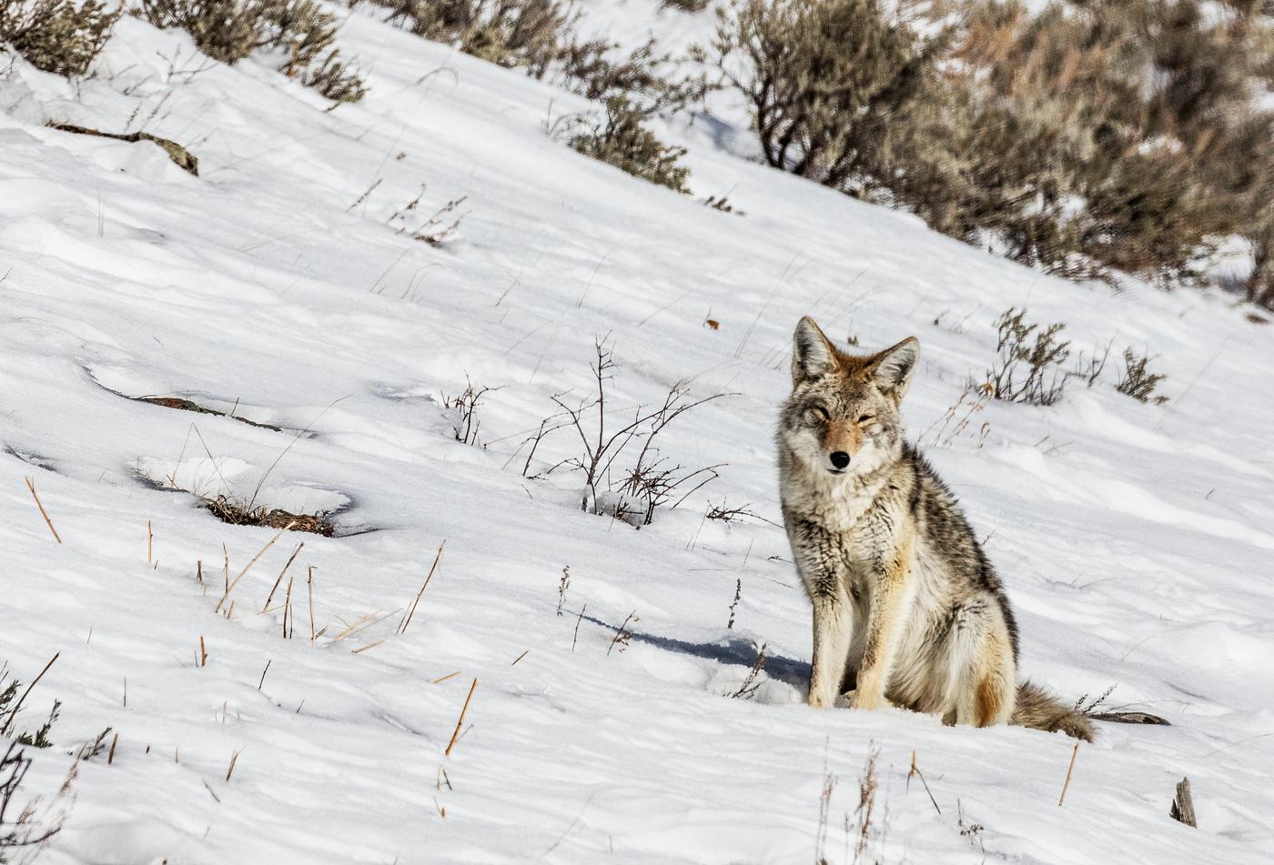 A lone and lean coyote makes the best of wintertime in the northernmost Wyoming reaches of Yellowstone National Park.... A lone and lean coyote makes the best of wintertime in the northernmost Wyoming reaches of Yellowstone National Park....