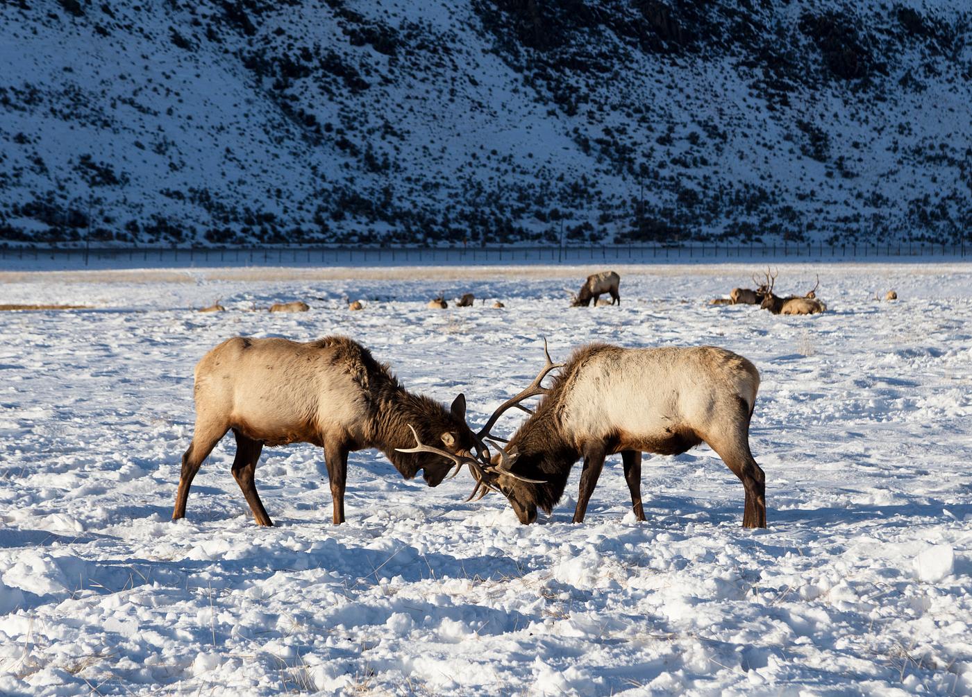 Elk at the U.S. Fish & Wildlife Service's elk refuge in Jackson Hole, Wyoming, a valley on the edge of Grand Teton... Elk at the U.S. Fish & Wildlife Service's elk refuge in Jackson Hole, Wyoming, a valley on the edge of Grand Teton...