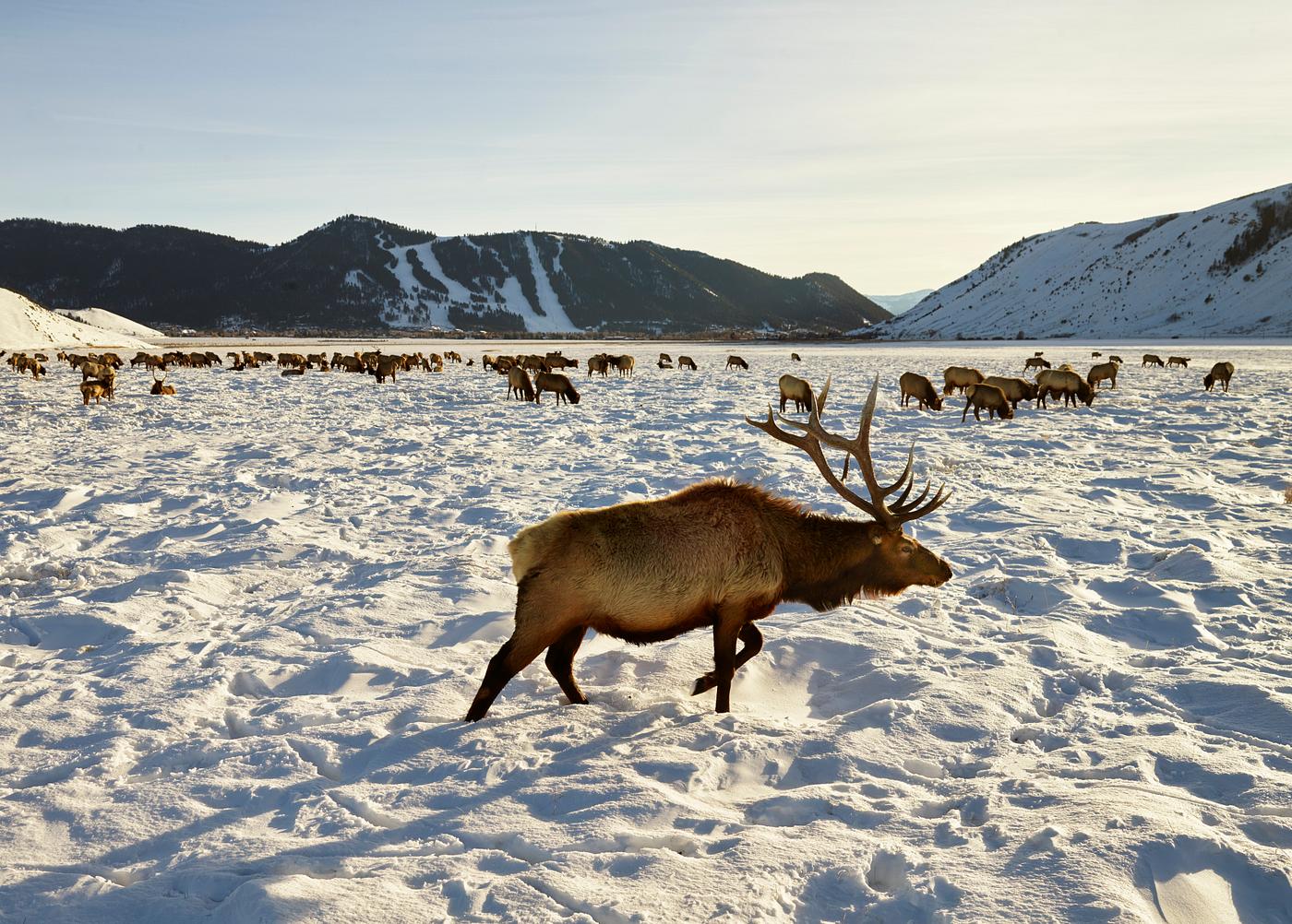 Elk at the U.S. Fish & Wildlife Service's elk refuge in Jackson Hole, Wyoming, a valley on the edge of Grand Teton... Elk at the U.S. Fish & Wildlife Service's elk refuge in Jackson Hole, Wyoming, a valley on the edge of Grand Teton...