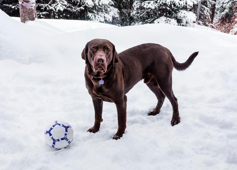 Puka the chocolate lab, in Aspen, Colorado. Original image from Carol M. Highsmith’s America, Library of Congress collection. Digitally enhanced by rawpixel. Puka the chocolate lab, in Aspen, Colorado. Original image from Carol M. Highsmith’s America, Library of Congress…