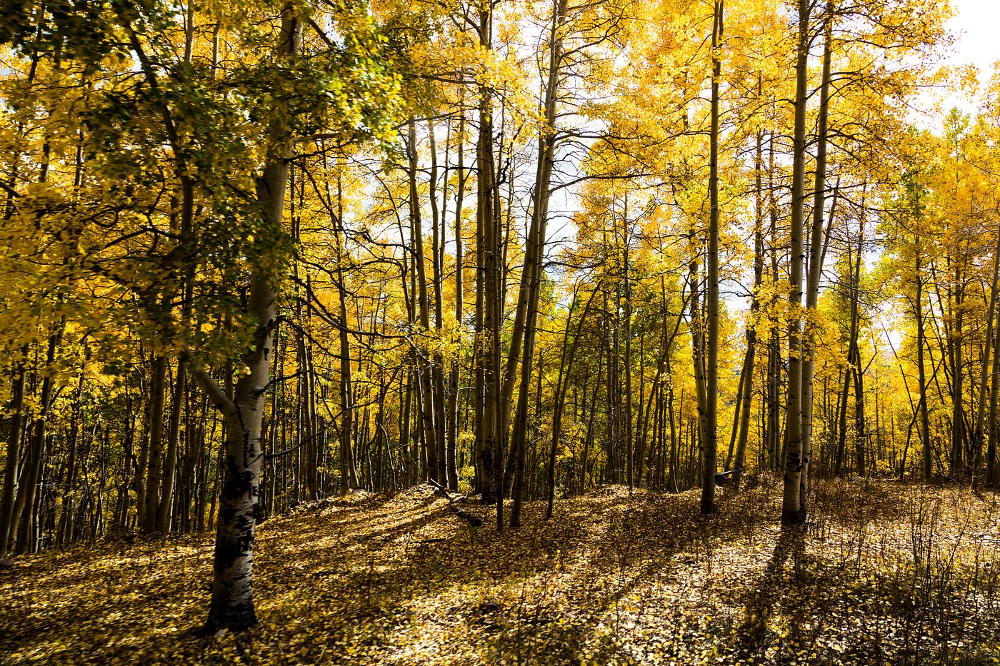 Fall in the San Juan Mountains of Conejos County, Colorado, near the New Mexico border - Original image from Carol M.... Fall in the San Juan Mountains of Conejos County, Colorado, near the New Mexico border - Original image from Carol M....