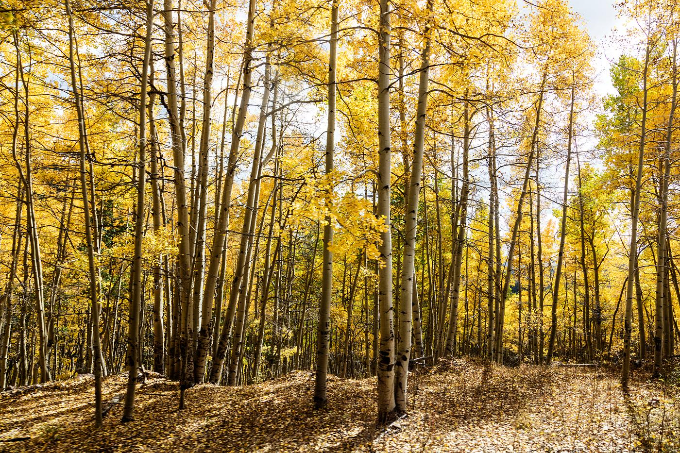 Fall in the San Juan Mountains of Conejos County, Colorado, near the New Mexico border - Original image from Carol M.... Fall in the San Juan Mountains of Conejos County, Colorado, near the New Mexico border - Original image from Carol M....