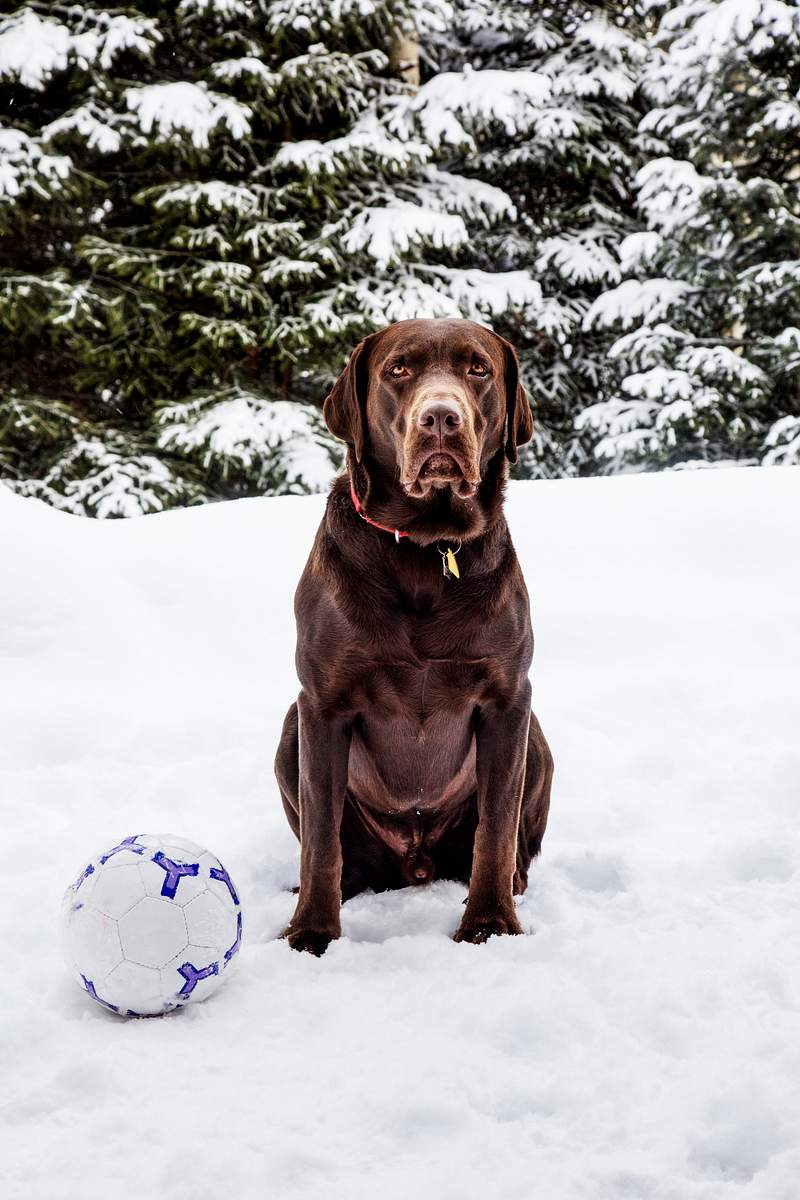 Puka the chocolate lab, in Aspen, Colorado.… | Free public domain photo Puka the chocolate lab, in Aspen, Colorado. Original image from Carol M. Highsmith’s America, Library of Congress…