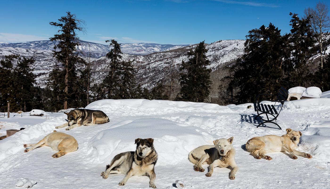 Sled dogs get a breather in the Rocky Mountain backcountry near the ski resort of Snowmass Village, Colorado. Original image... Sled dogs get a breather in the Rocky Mountain backcountry near the ski resort of Snowmass Village, Colorado. Original image...