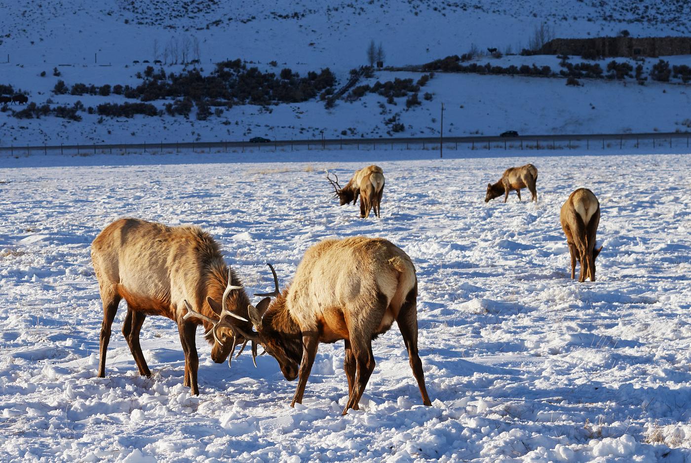 Elk at the U.S. Fish & Wildlife Service's elk refuge in Jackson Hole, Wyoming, a valley on the edge of Grand Teton... Elk at the U.S. Fish & Wildlife Service's elk refuge in Jackson Hole, Wyoming, a valley on the edge of Grand Teton...