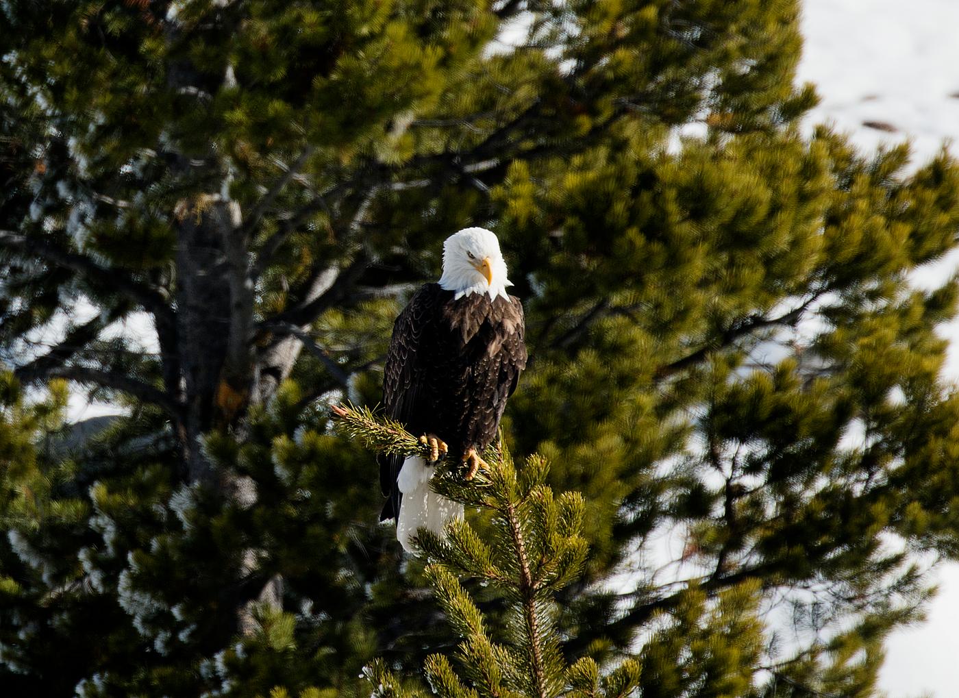 A young bald eagle surveys the world below in the vast Wyoming portion of Yellowstone National Park. Original image from... A young bald eagle surveys the world below in the vast Wyoming portion of Yellowstone National Park. Original image from...