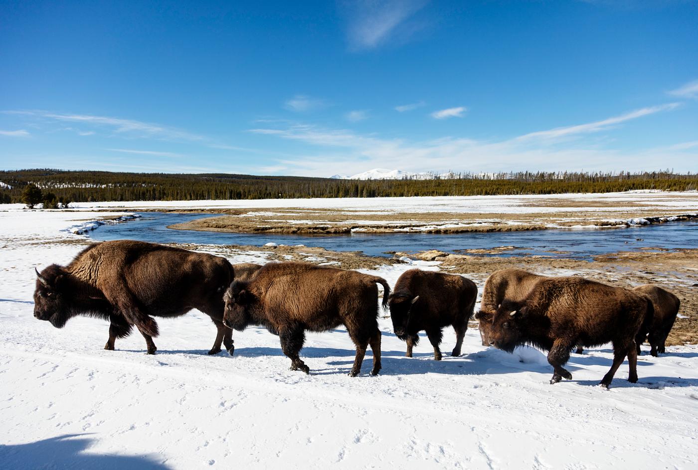 American bison, or buffaloes, in Yellowstone National Park in the northwest corner of Wyoming. Original image from Carol M.... American bison, or buffaloes, in Yellowstone National Park in the northwest corner of Wyoming. Original image from Carol M....