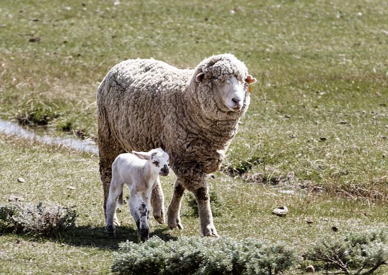 Sheep at the Ladder Livestock Ranch, which is… | Free public domain photo Sheep at the Ladder Livestock Ranch, which is based across the highway from Colorado in Carbon County, Wyoming. Original…