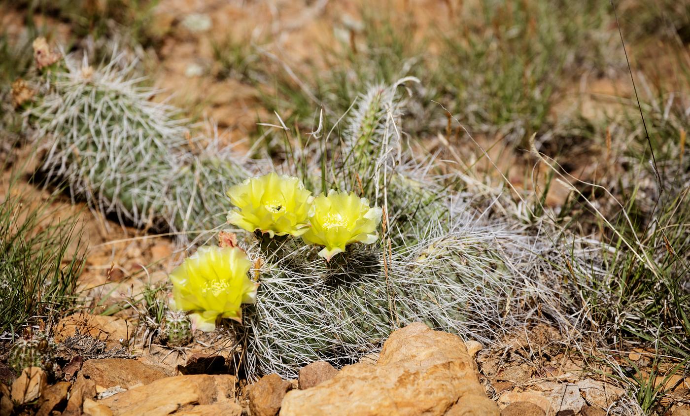 A blooming cactus in Purgatoire Canyon, a spectacular rocky gorge in the middle of an otherwise flat prairie at JE Canyon... A blooming cactus in Purgatoire Canyon, a spectacular rocky gorge in the middle of an otherwise flat prairie at JE Canyon...