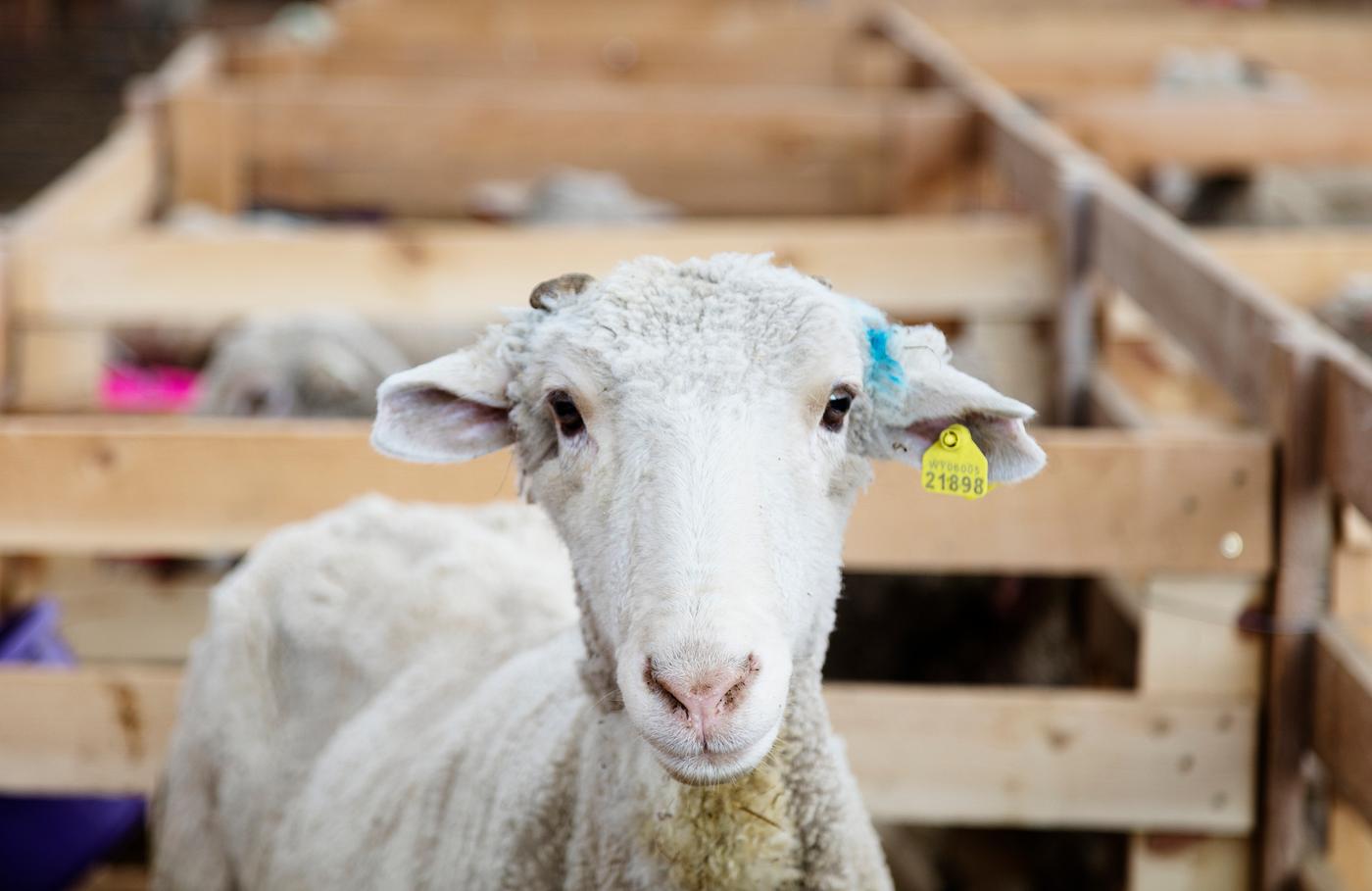 Sheep at the Ladder Livestock Ranch, which is based across the highway from Colorado in Carbon County, Wyoming. Original... Sheep at the Ladder Livestock Ranch, which is based across the highway from Colorado in Carbon County, Wyoming. Original...