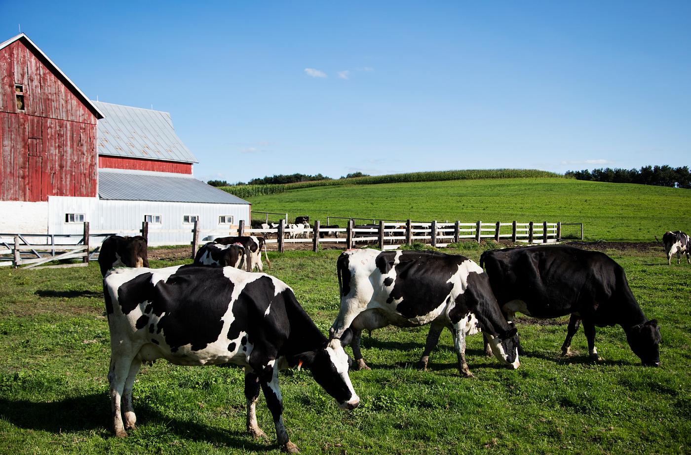 Holstein dairy cows at the Dunnum Family's Top of the Town dairy farm near Westby in Vernon County, Wisconsin. Original... Holstein dairy cows at the Dunnum Family's Top of the Town dairy farm near Westby in Vernon County, Wisconsin. Original...