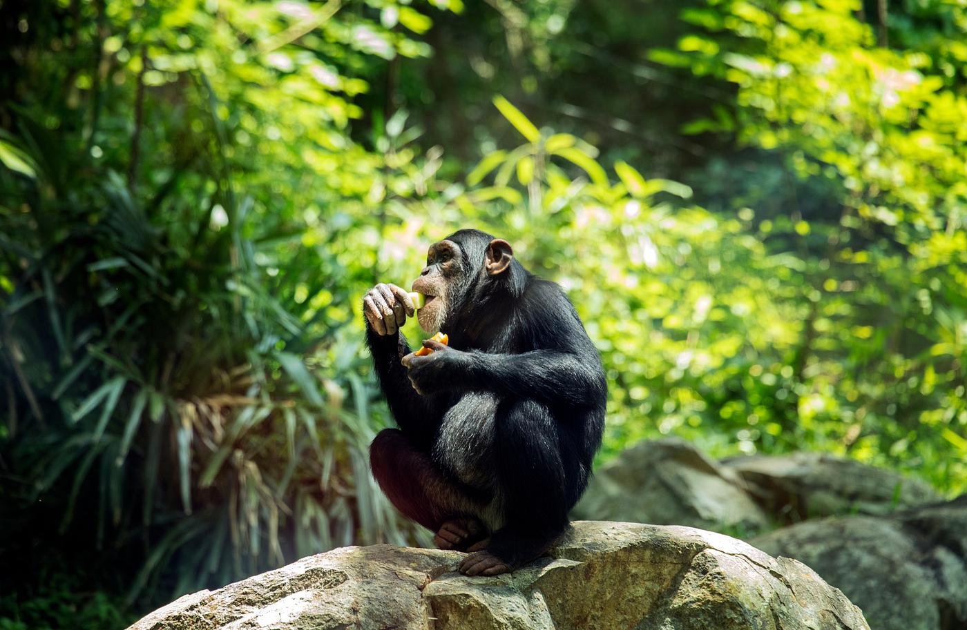 Chimpanzee at the North Carolina Zoological Park in Asheboro, North Carolina. Original image from Carol M. Highsmith’s... Chimpanzee at the North Carolina Zoological Park in Asheboro, North Carolina. Original image from Carol M. Highsmith’s...
