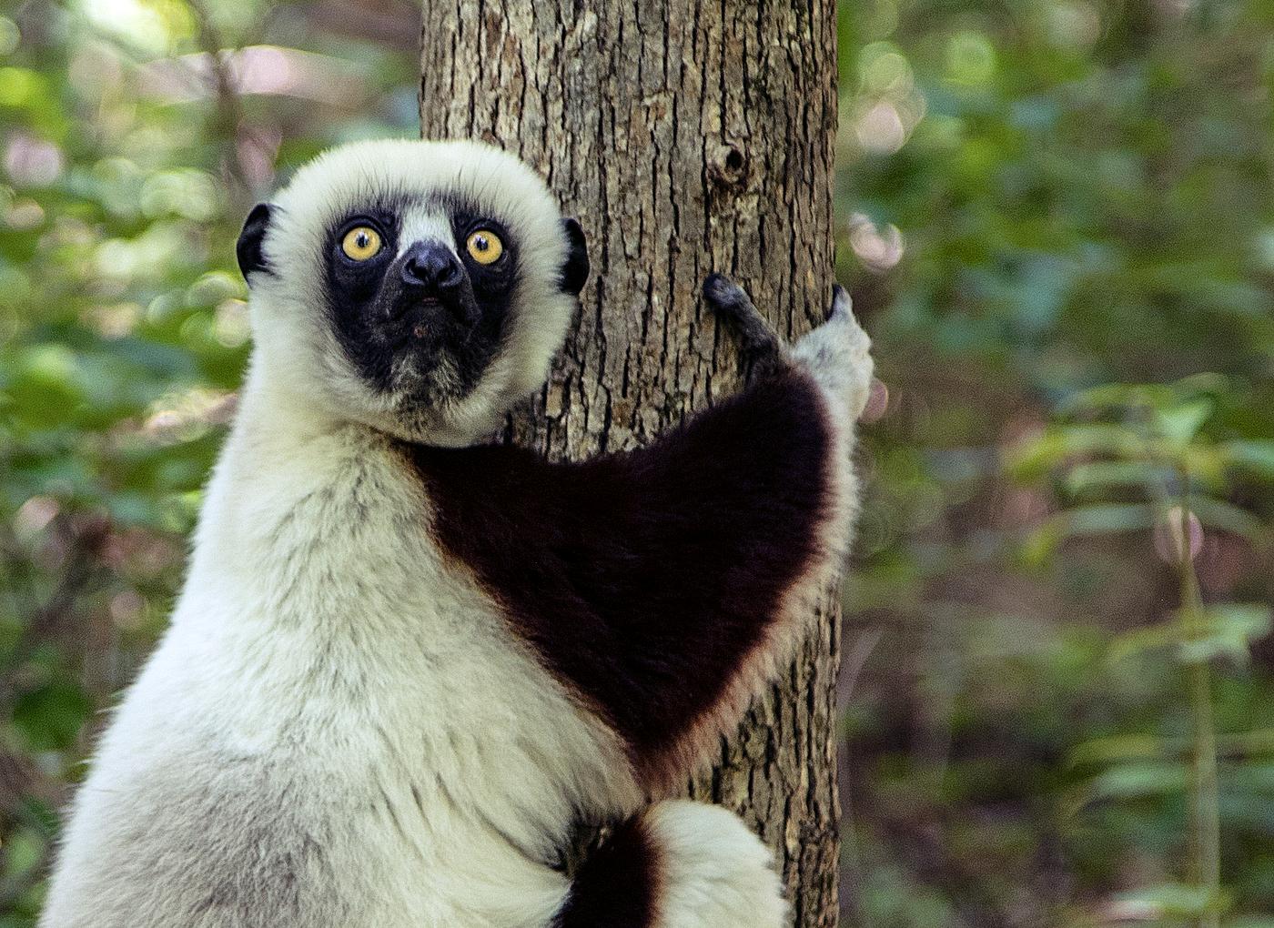 One of the star attractions at the Duke Lemur Center in Durham, North Carolina. Original image from Carol M. Highsmith... One of the star attractions at the Duke Lemur Center in Durham, North Carolina. Original image from Carol M. Highsmith...