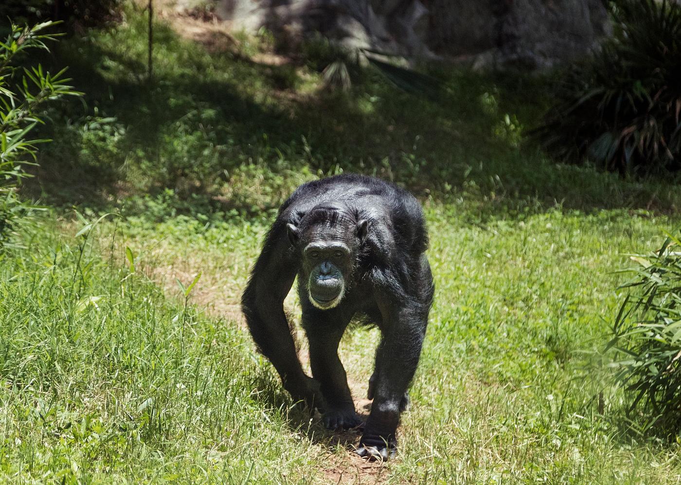 Chimpanzee at the North Carolina Zoological Park in Asheboro, North Carolina. Original image from Carol M. Highsmith’s... Chimpanzee at the North Carolina Zoological Park in Asheboro, North Carolina. Original image from Carol M. Highsmith’s...