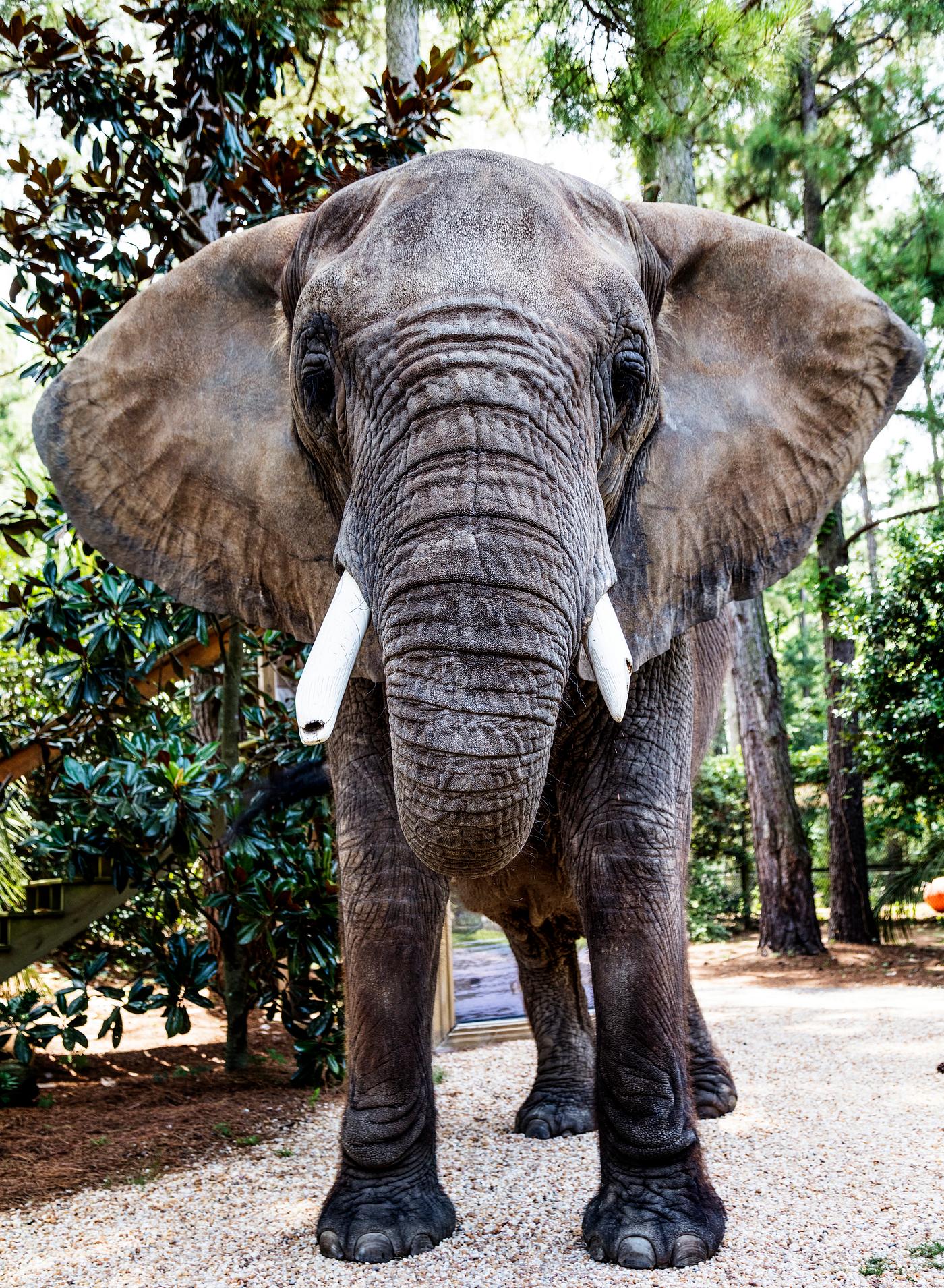 Bubbles the 9,000-pound African elephant at the Myrtle Beach Safari program. Original image from Carol M. Highsmith’s... Bubbles the 9,000-pound African elephant at the Myrtle Beach Safari program. Original image from Carol M. Highsmith’s...