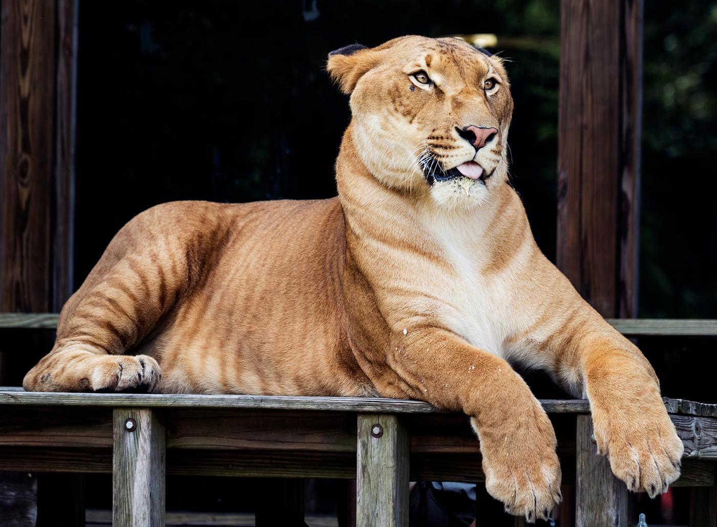Hercules the liger, half lion, half tiger. Original image from Carol M. Highsmith’s America, Library of Congress... Hercules the liger, half lion, half tiger. Original image from Carol M. Highsmith’s America, Library of Congress...