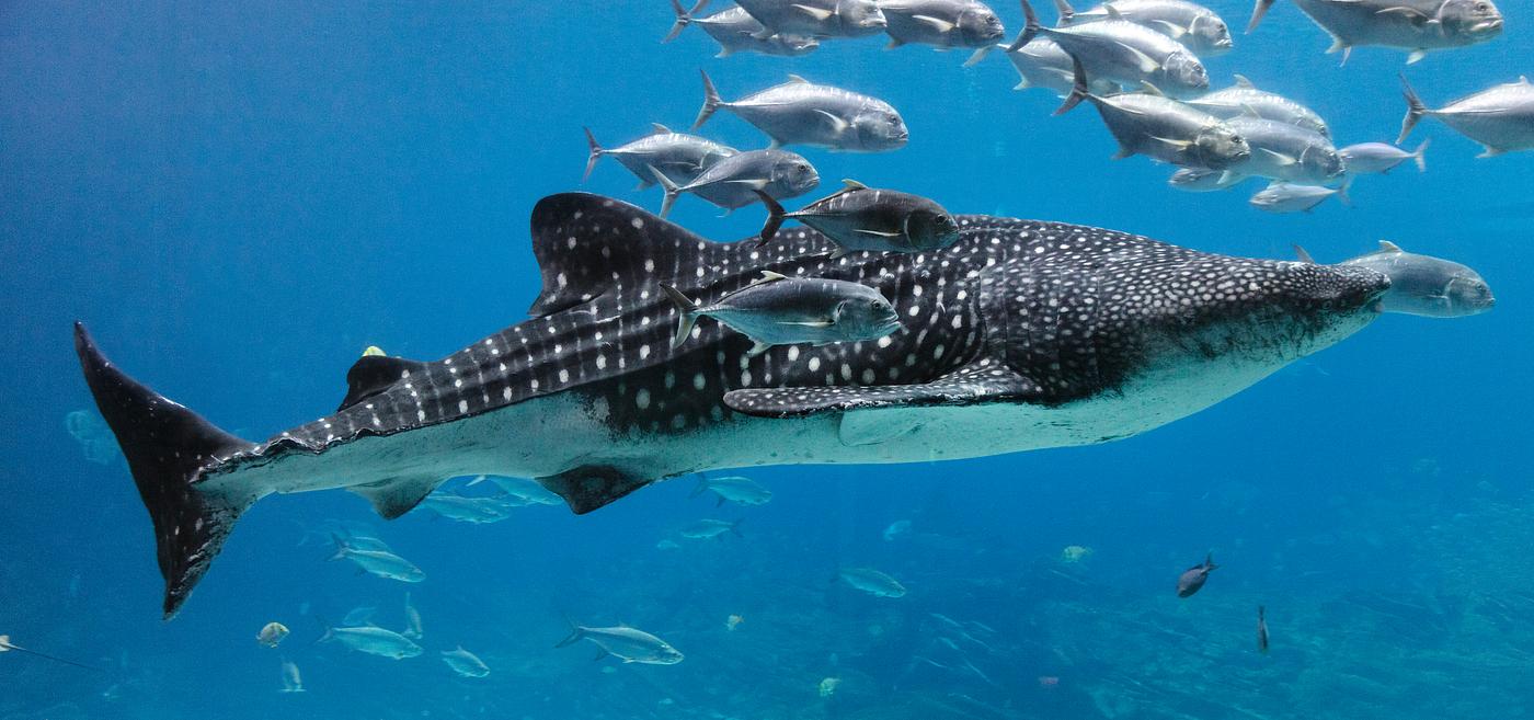 Whale Shark At Georgia Aquarium In Atlanta O Free Public rawpixel