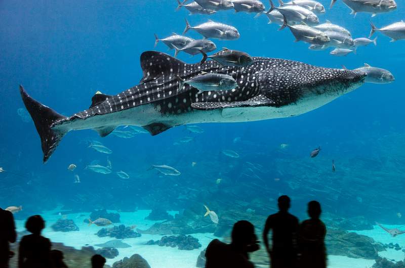 Whale Shark at Georgia Aquarium in Atlanta. Original image from Carol M. Highsmith’s America, Library of Congress collection. Digitally enhanced by rawpixel. Whale Shark at Georgia Aquarium in Atlanta. Original image from Carol M. Highsmith’s America, Library of Congress…