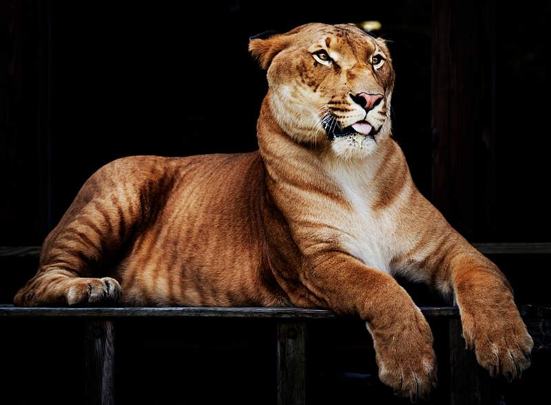 Hercules the liger, half lion, half tiger. Original image from Carol M. Highsmith’s America, Library of Congress…