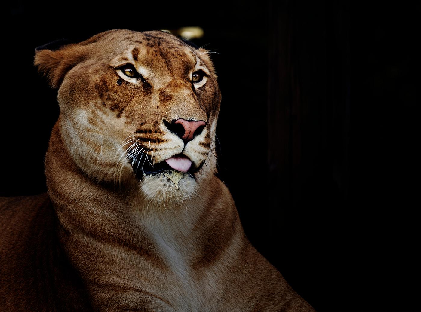 Hercules the liger, half lion, half tiger. Original image from Carol M. Highsmith’s America, Library of Congress... Hercules the liger, half lion, half tiger. Original image from Carol M. Highsmith’s America, Library of Congress...
