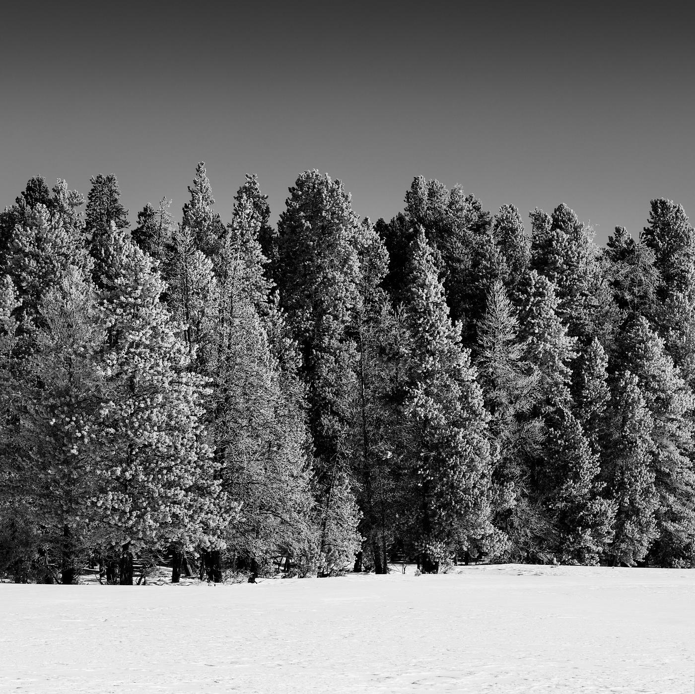 Trees get a white winter glaze in Yellowstone National Park. Original image from Carol M. Highsmith’s America, Library... Trees get a white winter glaze in Yellowstone National Park. Original image from Carol M. Highsmith’s America, Library...