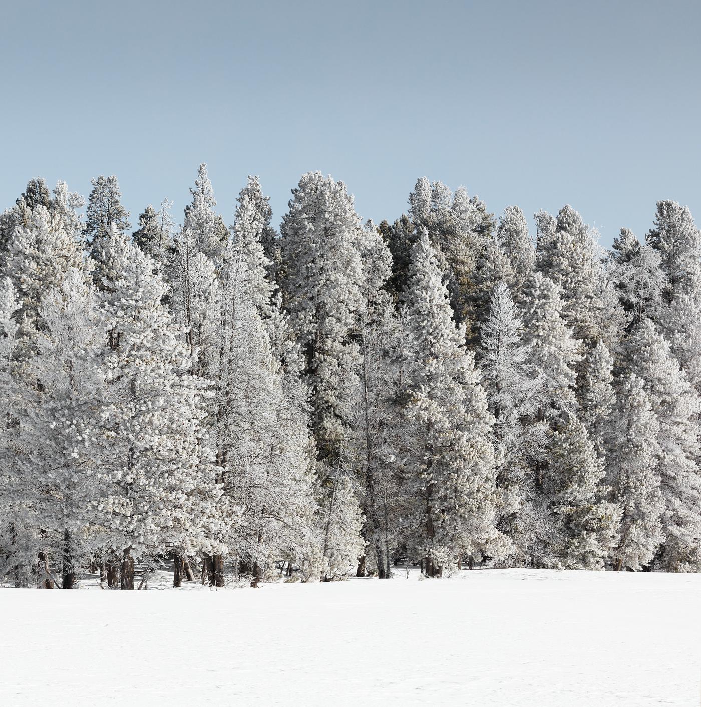 Trees get a white winter glaze in Yellowstone National Park. Original image from Carol M. Highsmith’s America, Library... Trees get a white winter glaze in Yellowstone National Park. Original image from Carol M. Highsmith’s America, Library...
