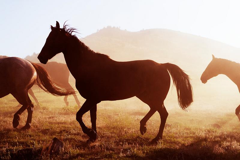 Horses head for the corral in the daily roundup of horses, Riverside, Wyoming. Original image from Carol M. Highsmith’s America, Library of Congress collection. Digitally enhanced by rawpixel Horses head for the corral in the daily roundup of horses, Riverside, Wyoming. Original image from Carol M. Highsmith’s…