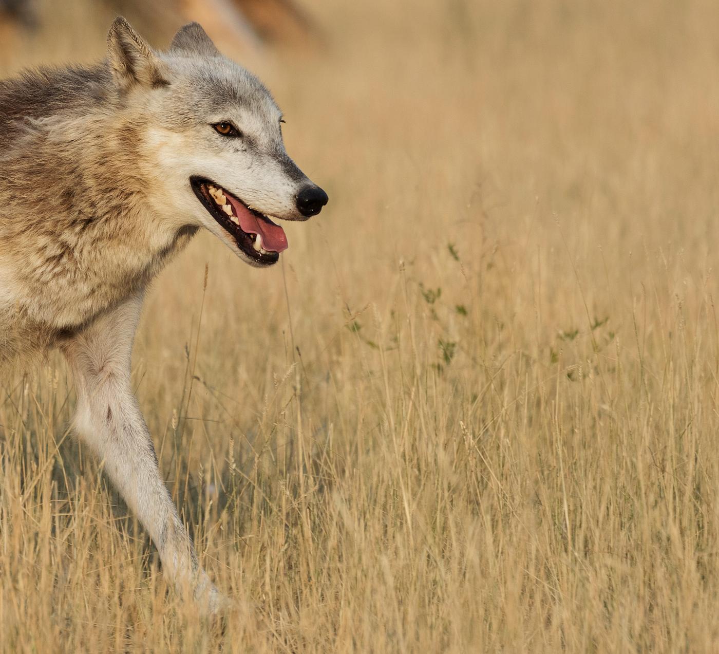 Wolf on the run at the Wild Animal Sanctuary near Keenesburg, Colorado. Original image from Carol M. Highsmith’s... Wolf on the run at the Wild Animal Sanctuary near Keenesburg, Colorado. Original image from Carol M. Highsmith’s...