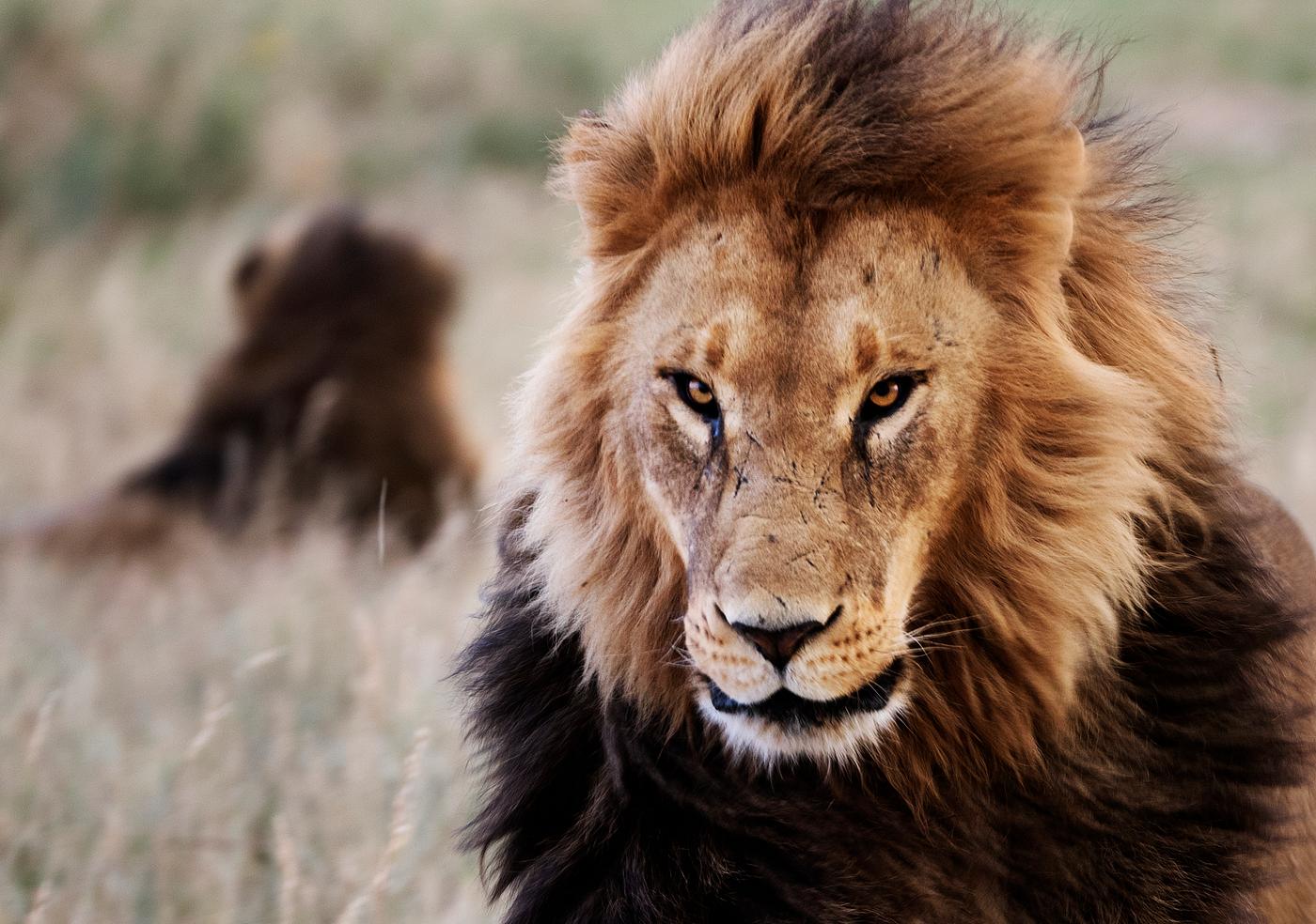 Lions in the grass at the Wild Animal Sanctuary near Keenesburg, Colorado. Original image from Carol M. Highsmith’s... Lions in the grass at the Wild Animal Sanctuary near Keenesburg, Colorado. Original image from Carol M. Highsmith’s...