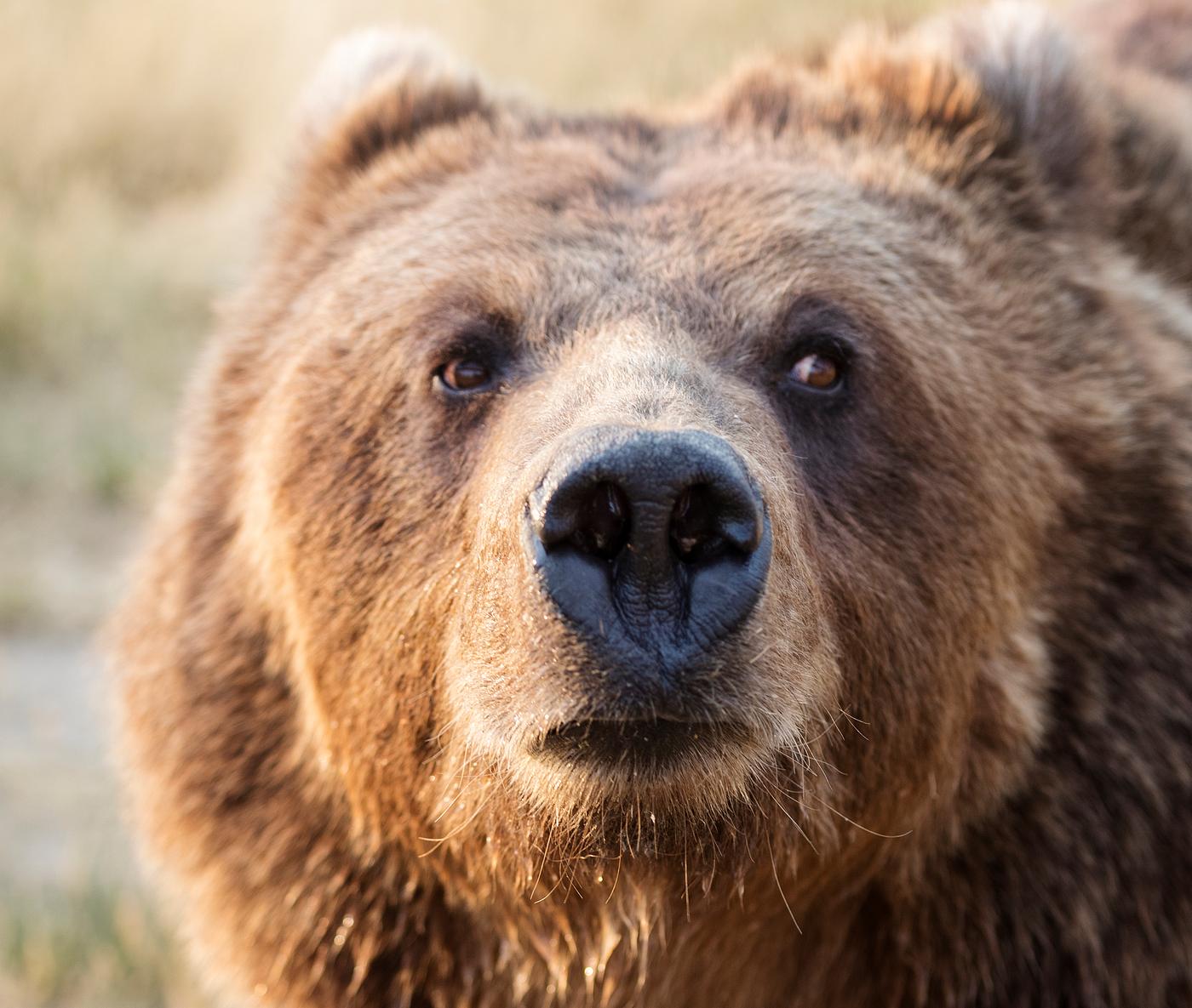 Big brown bear at the Wild Animal Sanctuary near Keenesburg, Colorado. Original image from Carol M. Highsmith’s... Big brown bear at the Wild Animal Sanctuary near Keenesburg, Colorado. Original image from Carol M. Highsmith’s...