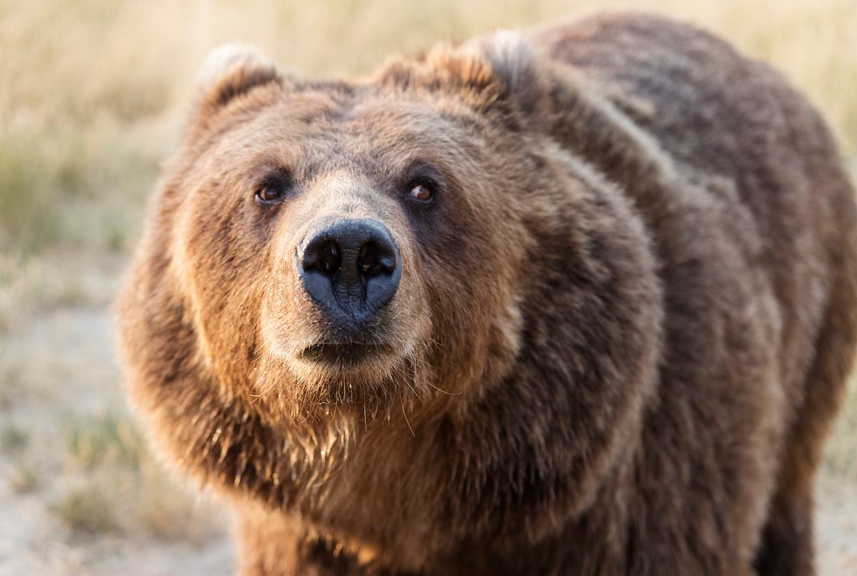 Could Bears Survive in Africa?