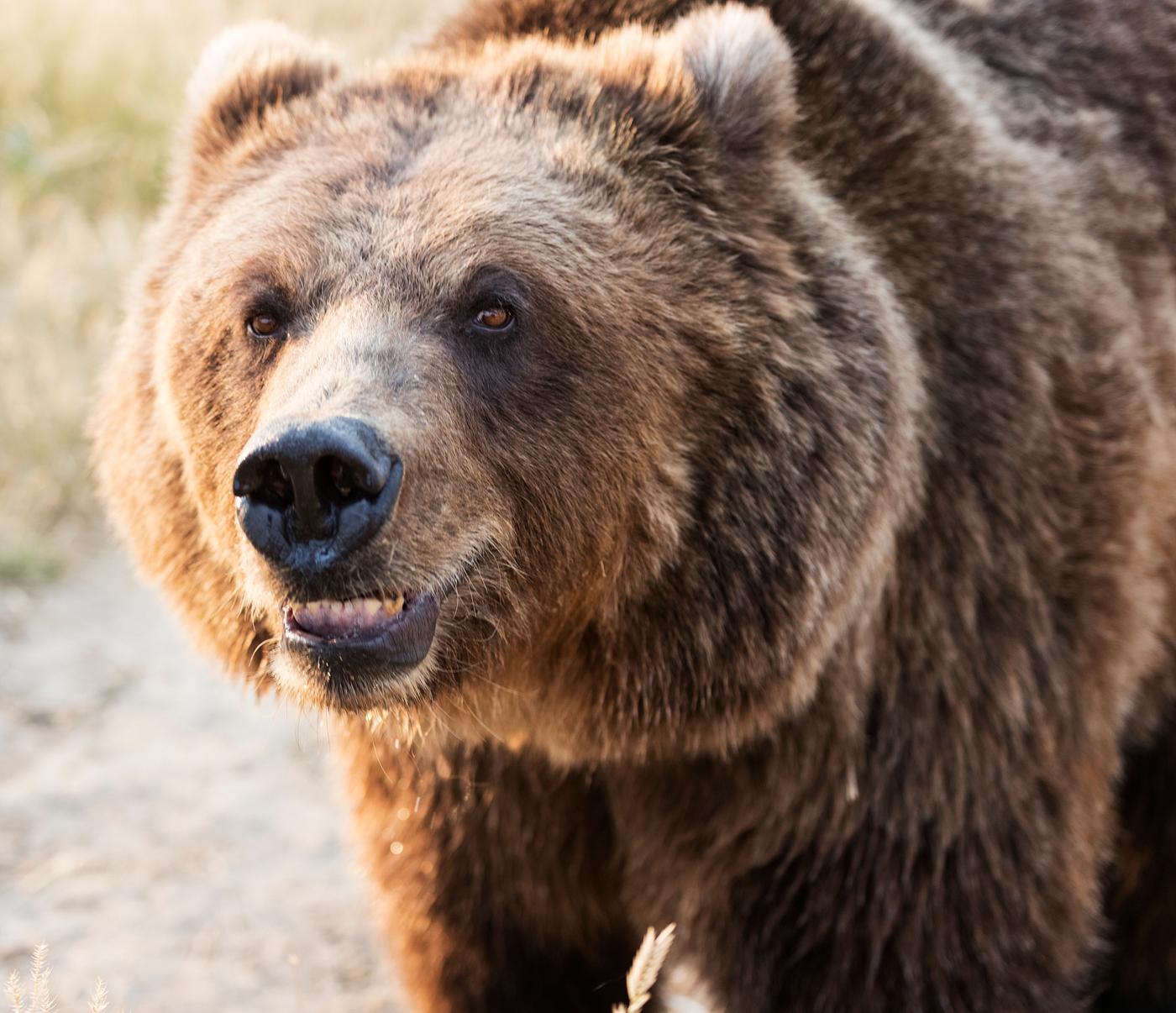 Brown bear, baring his teeth, at the Wild Animal Sanctuary near Keenesburg, Colorado. Original image from Carol M. Highsmith... Brown bear, baring his teeth, at the Wild Animal Sanctuary near Keenesburg, Colorado. Original image from Carol M. Highsmith...