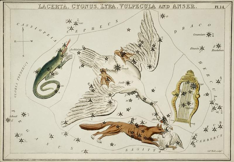 Sidney Hall’s (1831) astronomical chart… | Free public domain illustration Sidney Hall’s (1831) astronomical chart illustration of the Lacerta, Cygnus, Lyra, Vulpecula and the Anser. Original…