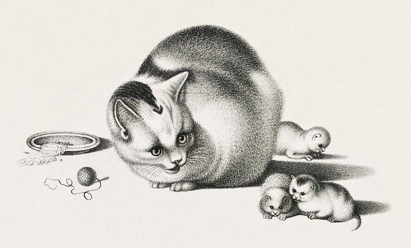Illustration of domestic cat and three… | Free public domain illustration Illustration of domestic cat and three newborn kittens by Gottfried Mind (1768-1814). Original from Library of Congress.…